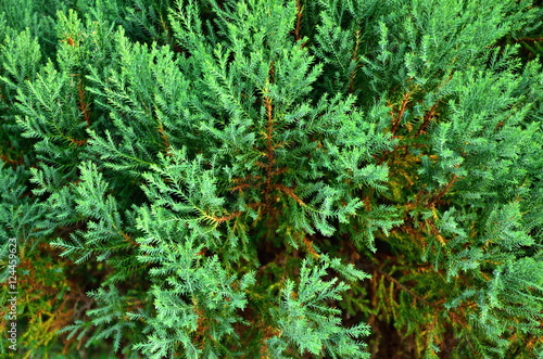Close up texture of small green leaves Chinese Arborvitae or Orientali Arborvitae, Science name as Thuja orientalis Endl