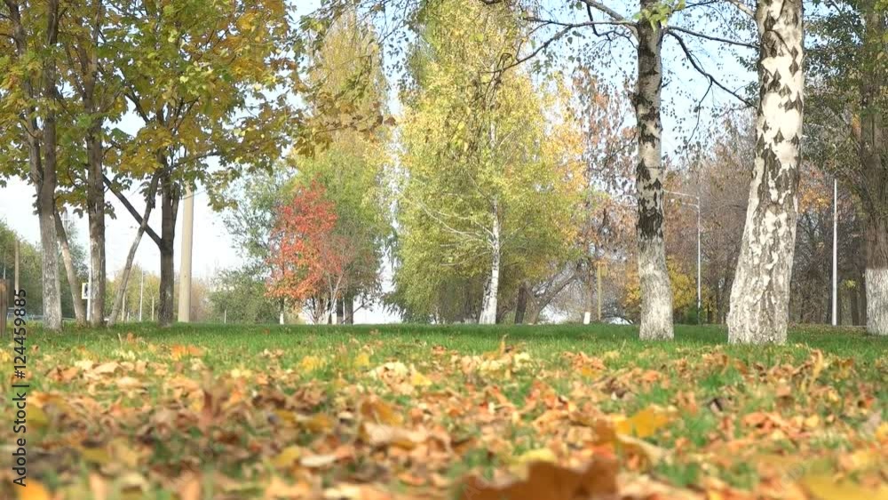 beautiful autumn park