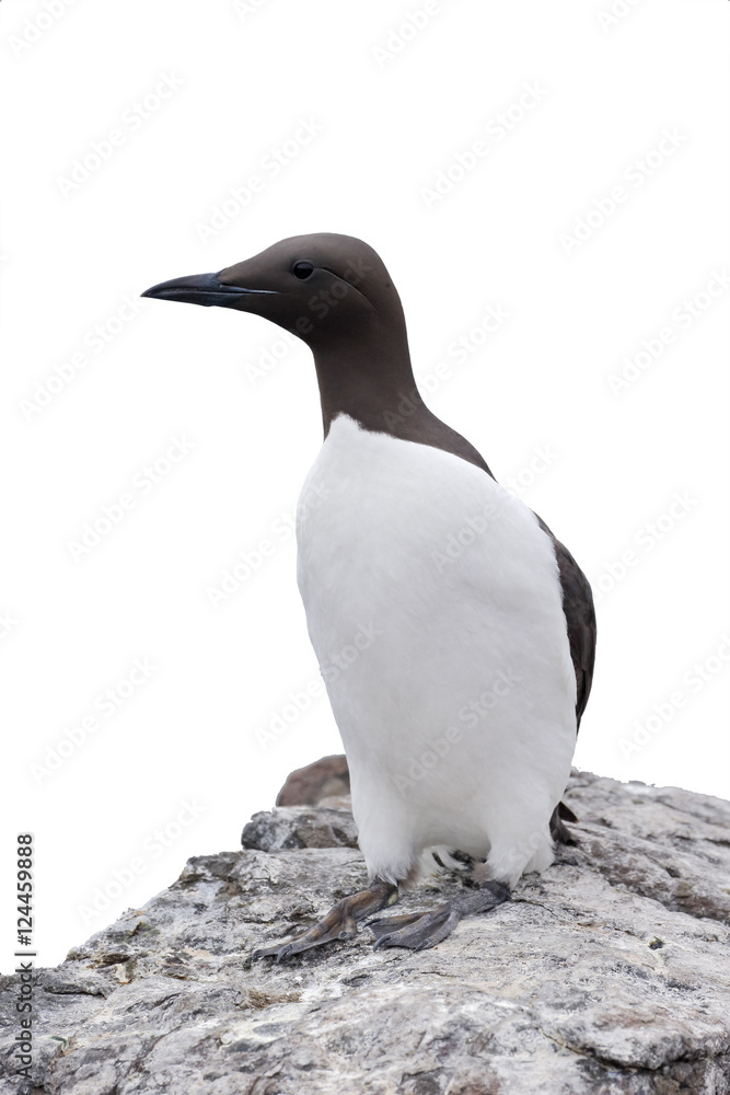Fototapeta premium Guillemot, Uria aalge