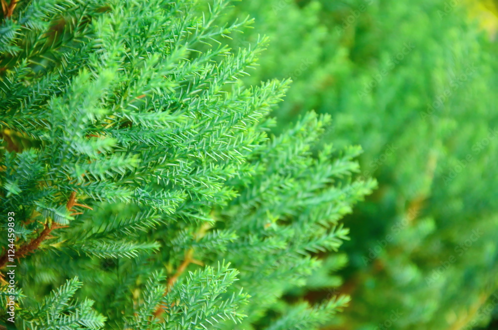 Close up texture of small green leaves Chinese Arborvitae or Orientali Arborvitae, Science name as Thuja orientalis Endl