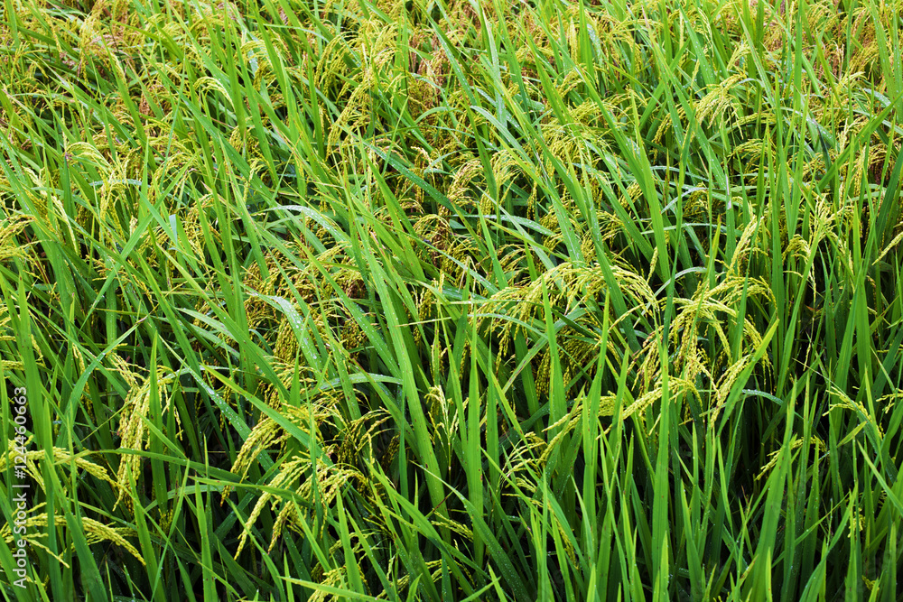 Rice fields on terraced Thailand, Vietnam or Bali Rice fields on terraced Thailand, Vietnam or Bali