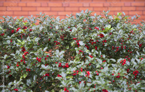 Bilde på lerret background of Ilex aquifolium