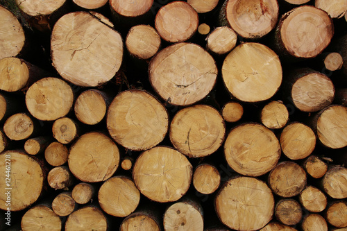 Pile of wood logs