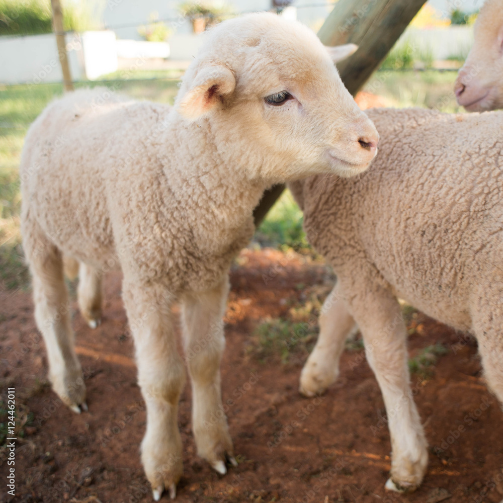 Newly born lamb in pen Newly born lamb in pen