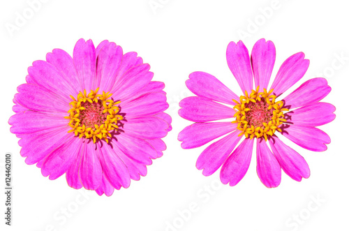 sulfur cosmos flower on white background