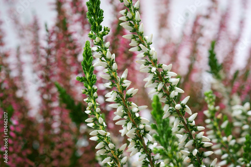 Calluna vulgaris Helena photo