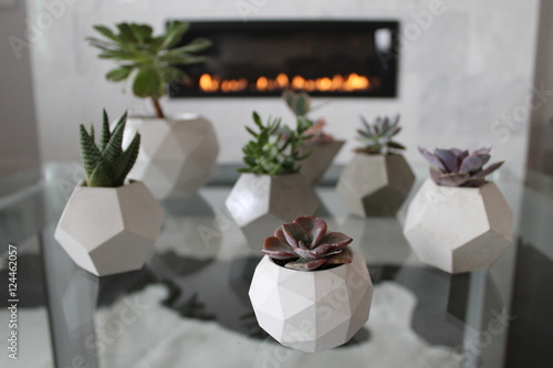 Succulents 2