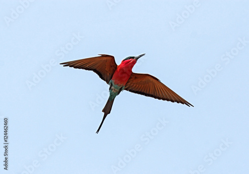 Scharlachspint (Merops nubicoides) im Flug; Okavango Delta, Botswana