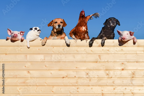 Fototapeta Naklejka Na Ścianę i Meble -  Ziemlich beste Freunde - Gruppe Haustiere auf einer Bretterwand, textfreiraum