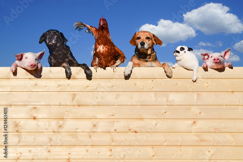 Gruppe von Haustieren schaut über eine Holzwand, Werbung - Banner photo