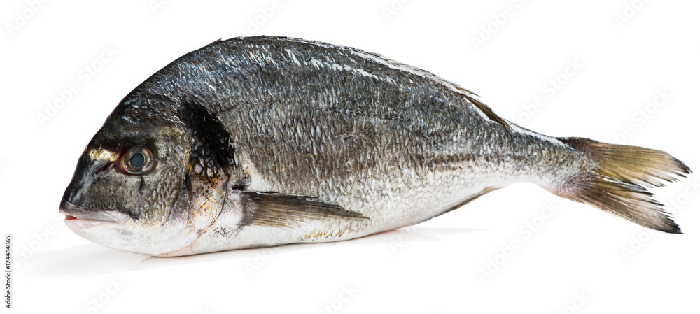 Fototapeta premium Ryba Dorada (Sparus aurata L.)