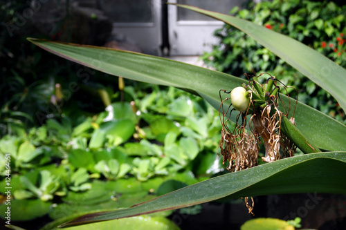 The greens in the garden photo