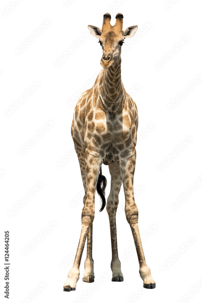 Obraz premium Young Giraffe preparing for drinking at natural waterhole