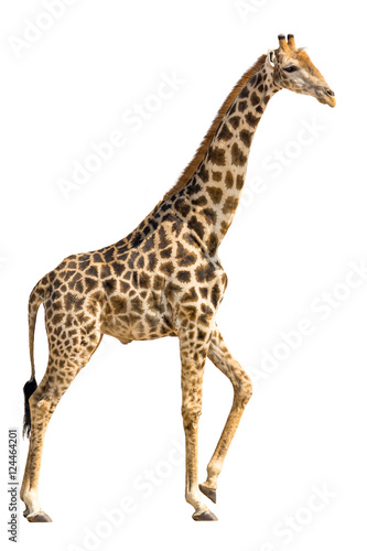 Giraffe isolated on white