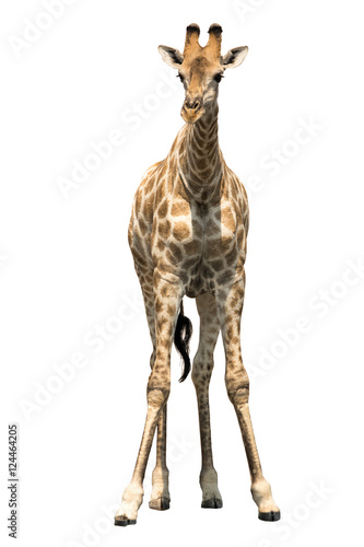 Young Giraffe preparing for drinking at natural waterhole