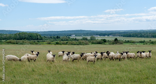 Group of sheeps