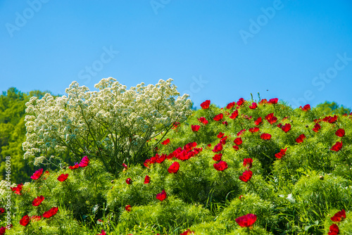 Red peonies flower in Steppe Reserve at Zau de Campie, Romania photo