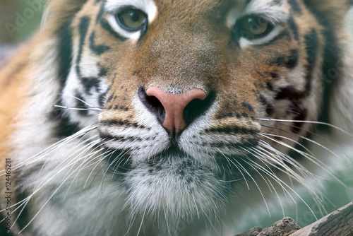 portrait of Amur tiger