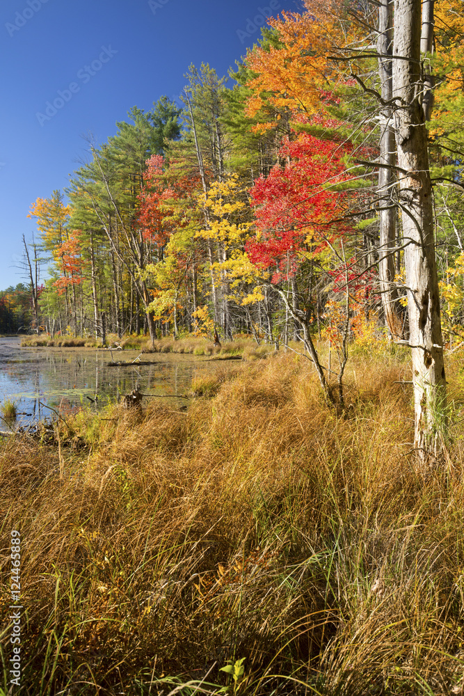 Bright fall foliage along shore of open waters of Quincy Bog in Plymouth, New Hampshire.