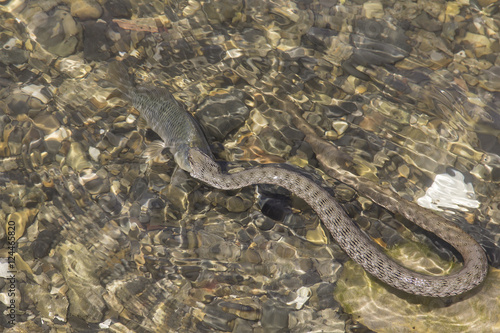 Wildlife. Snake catches and eats a fish in the water.