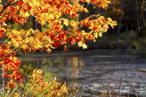 Bright fall foliage at Quincy Bog, New Hampshire. photo