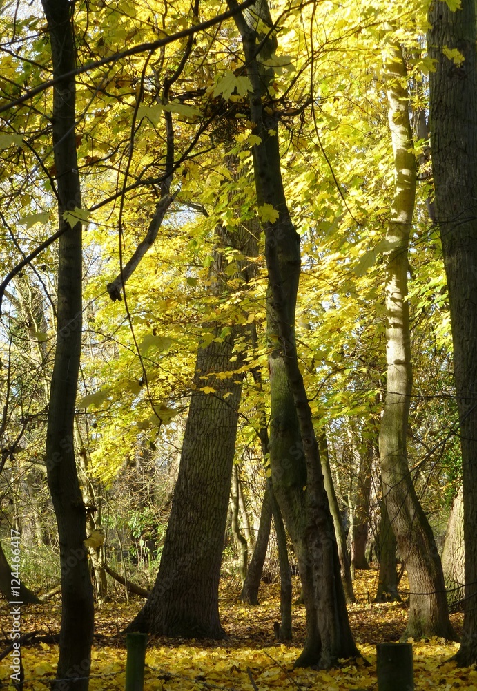 Autumn colours in wood near Cookham, Berkshire, England