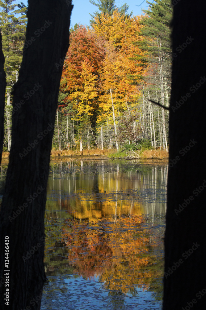 Obraz premium Fall foliage reflected in water at Quincy Bog.
