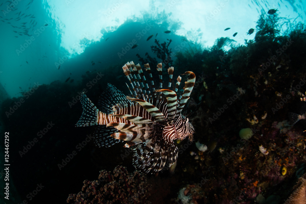 Lionfish on Reef Drop Off in Raja Ampat Lionfish on Reef Drop Off in Raja Ampat