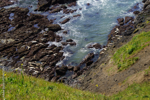 Harbor seals hauled out photo