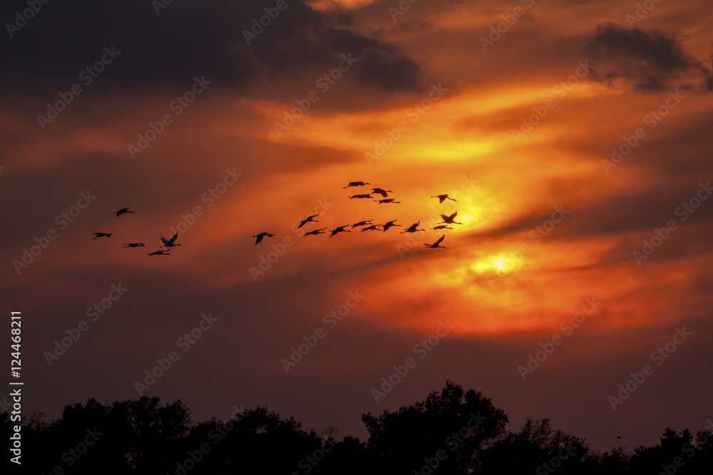 Sandhill Cranes flying in the sunset