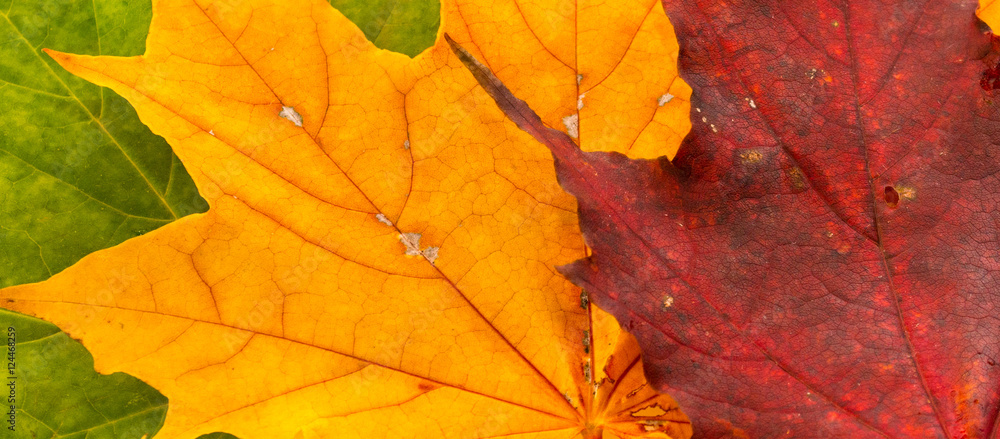 Multi-colored maple leaves lie on a white background. Three maple leaves.
Multi-colored maple leaves lie on a white background. Three maple leaves.