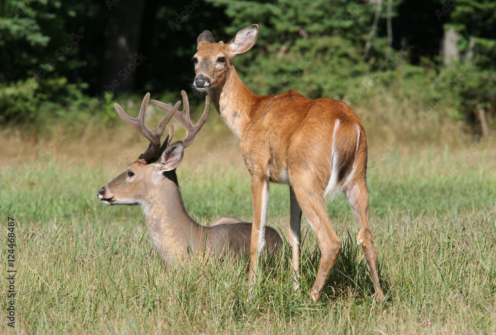 Two Whitetail Deer Bucks