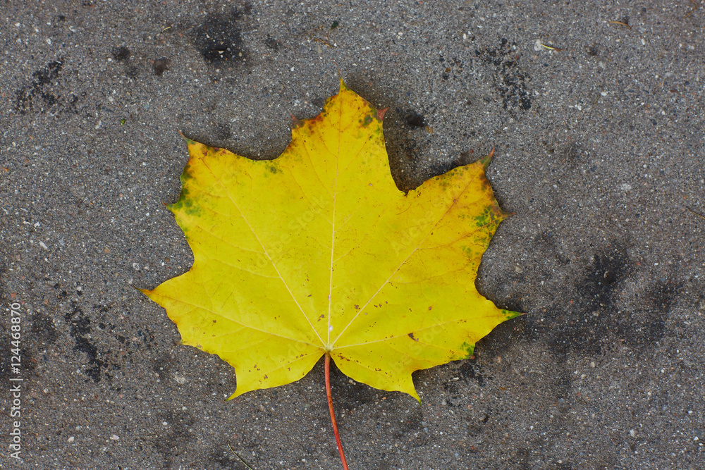 colorfull falling leaves in autumn
