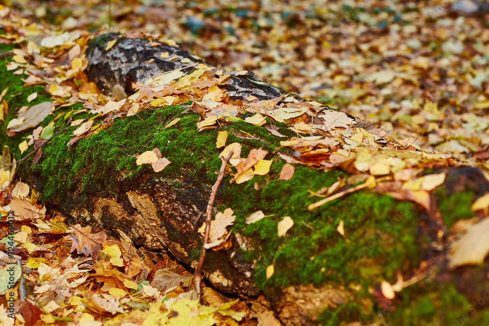 colorfull falling leaves in autumn colorfull falling leaves in autumn