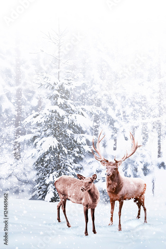 forest in the frost. Winter landscape. Snow covered trees. deer © alenalihacheva