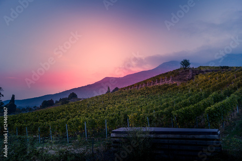 vineyard at autumn sunset © mashiro2004