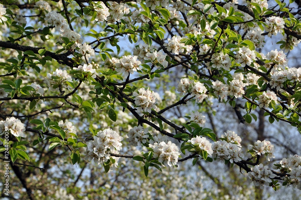 flowering pear flowering pear