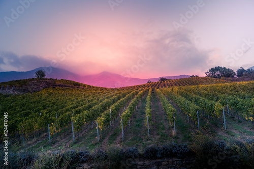 vineyard at autumn sunset