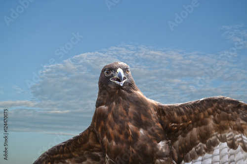 Closeup on perched Red-tailed Hawk, Buteo jamaicensis, spreading its wings against cloudy sky photo