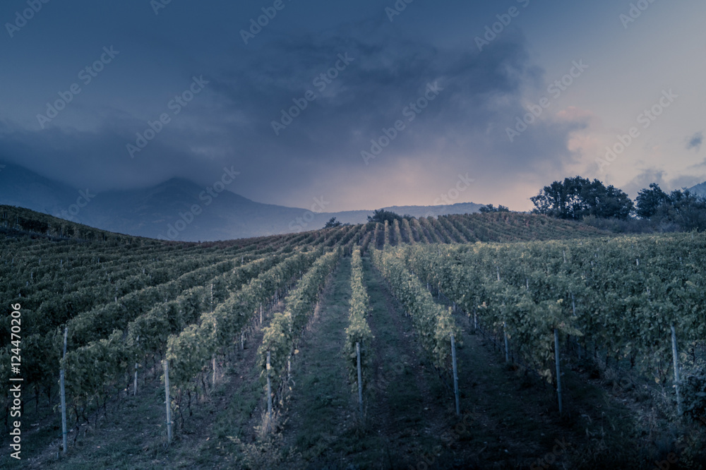 vineyard at autumn sunset