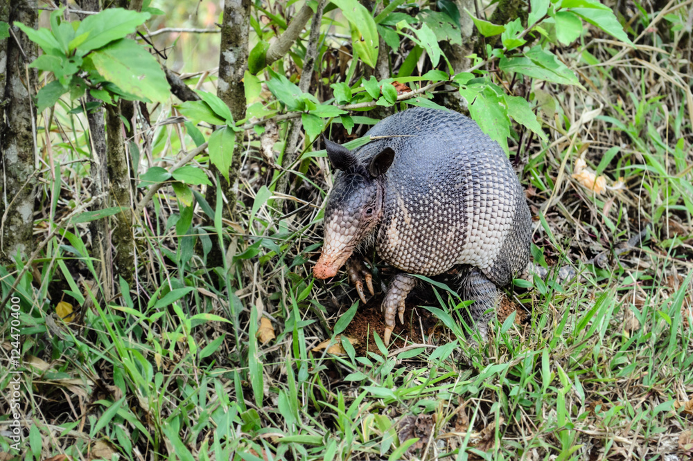 Nine-Banded Armadillo (Dasypus Novemcinctus) Costa Rica. Roaming the dirt and grassy jungle. Nine-Banded Armadillo (Dasypus Novemcinctus) Costa Rica. Roaming the dirt and grassy jungle.