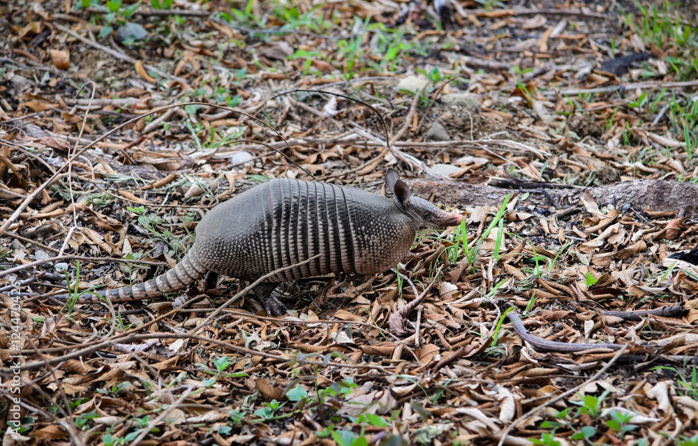 Nine-Banded Armadillo (Dasypus Novemcinctus) Costa Rica. Roaming the dirt and grassy jungle. Nine-Banded Armadillo (Dasypus Novemcinctus) Costa Rica. Roaming the dirt and grassy jungle.