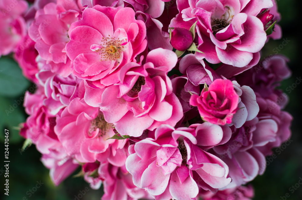Beautiful bouquet of pink roses in the rose garden
