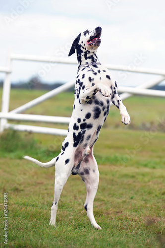 Fotomural Obedient Dalmatian dog standing up on its hind legs outdoors in a green field