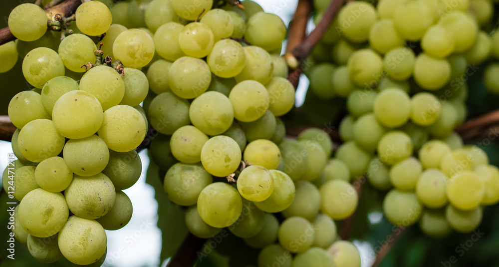 Green grapes ready for harvest and winemaking Green grapes ready for harvest and winemaking