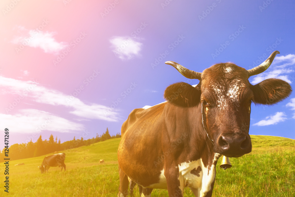 Cows on alpine meadows Cows on alpine meadows