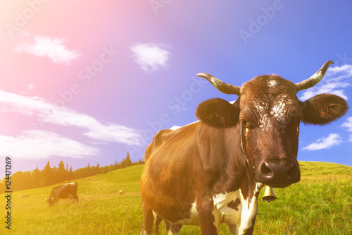 Fototapeta Naklejka Na Ścianę i Meble -  Cows on alpine meadows