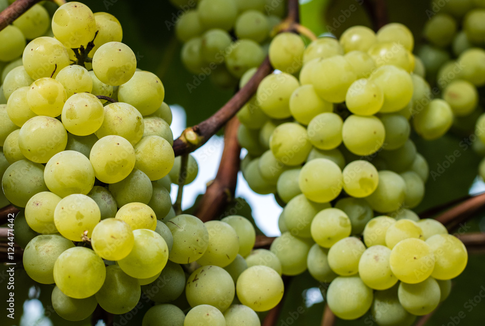 Green grapes ready for harvest and winemaking Green grapes ready for harvest and winemaking