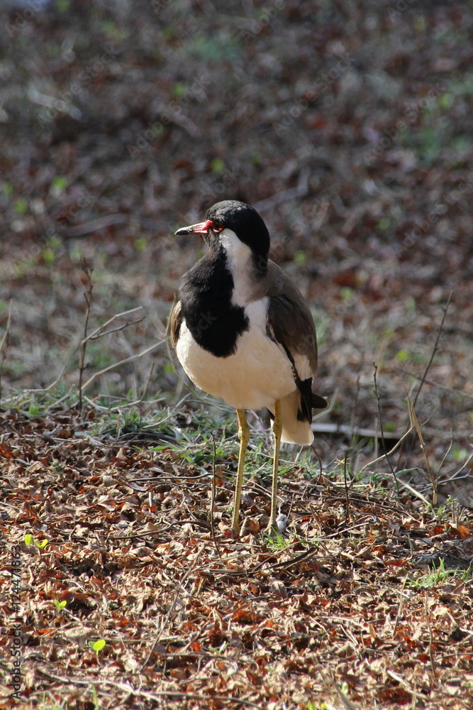 Obraz premium Red-Wattled Lapwing in Ranthambore National Park