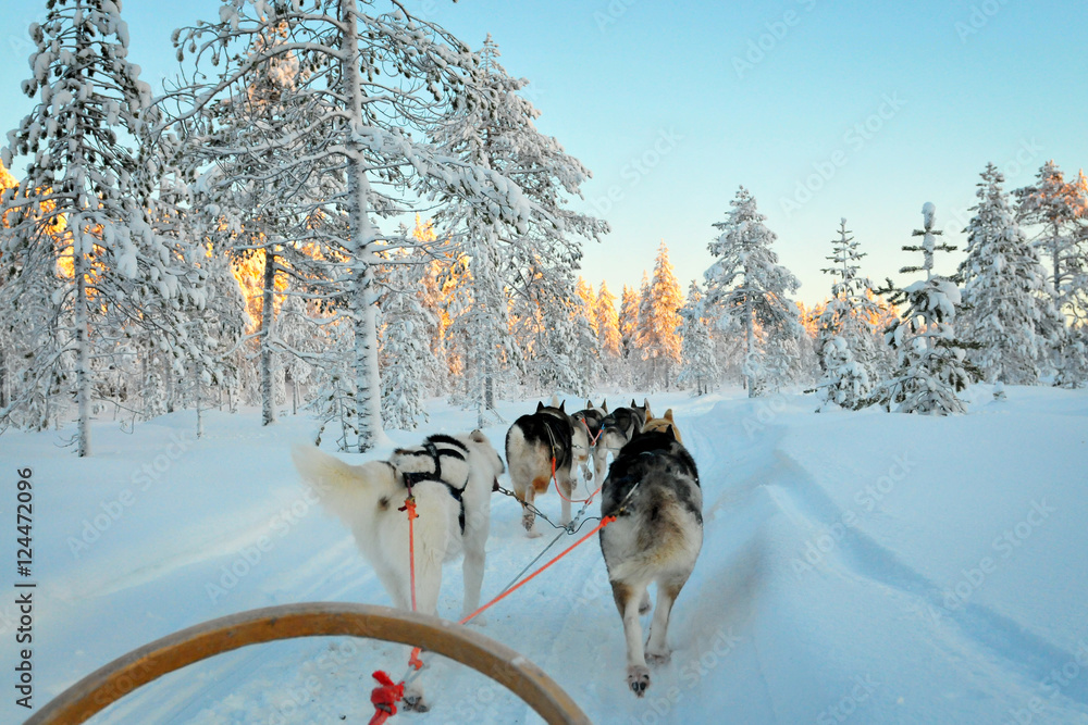 Sled dogs run in Lapland forest